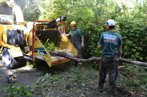 tree services Lake Havasu City